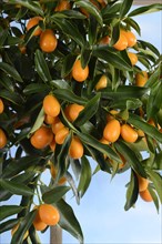 Kumquat