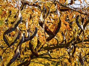 Honey Locust