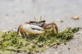 Male European fiddler crab