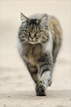 Norwegian Forest Cat