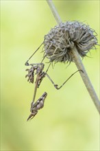 Crested grasshopper