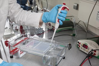 Scientist pipetting in the poison room or laboratory with ethidium bromide during a DNA gel electrophoresis for the detection of nucleic acids in the Faculty of Biology at the University of Duisburg-E...