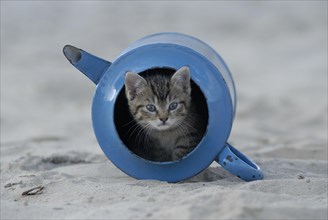 Blue enamel tabby kitten in old watering can