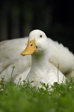 Peking duck in a meadow