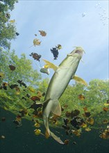 Common barbel
