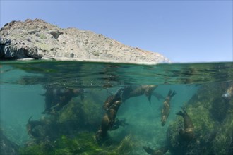 California sea lions