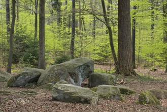 Beech forest