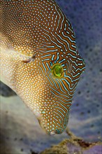Labyrinth pointyhead pufferfish