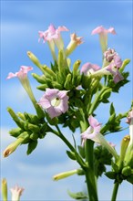 Flowering tobacco plant