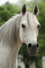 Arabian thoroughbred