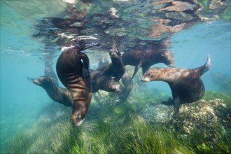 California sea lions