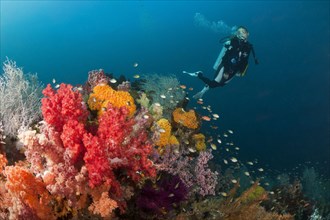 Diver and colorful coral reef