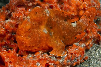Orange-spotted frogfish