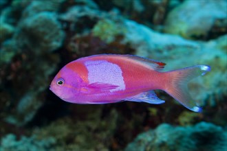 Square-spotted anthias