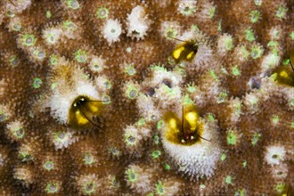 Coral hermit crabs