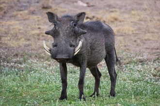 Warthog