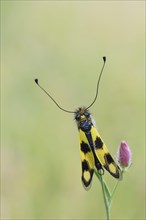 Eastern butterfly
