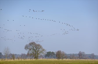 White-fronted goose