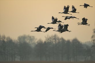 Cranes on the autumn migration