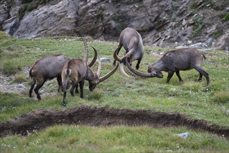 Alpine ibex