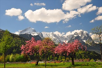 Alpine landscape