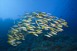 Shoal of yellowfin mullet