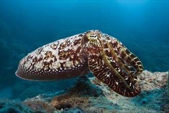 Broad lump squid