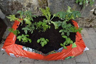 Planting bag with potting soil