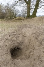 Entrance to the burrow of the European badger