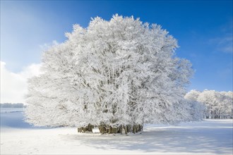 Huge beech tree covered with deep snow under blue sky in Neuchatel Jura