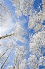 Treetops of deeply snow-covered beech forest in front of blue sky with falling hoarfrost in Neuchatel Jura