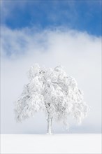 Deeply buried birch tree in Oberaegeri