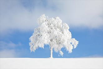 Deeply buried birch tree in Oberaegeri