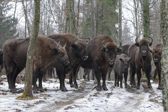 European bison