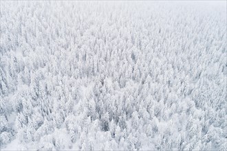 Drone shot of winter forest in fog