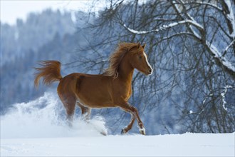 Young Arabian chestnut mare galloping through the snow