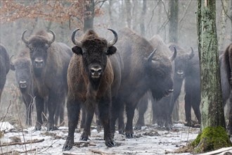 European bison