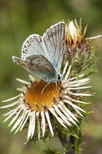 Gossamer winged butterfly