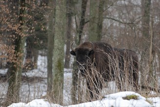 European bison