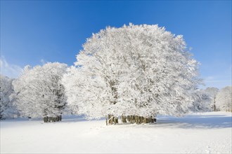 Large beech tree covered with deep snow under blue sky in Neuchatel Jura