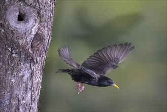 Starling