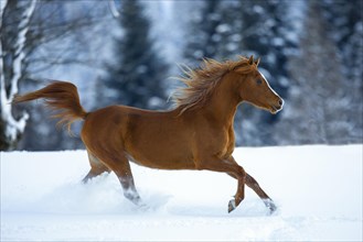 Young Arabian chestnut mare galloping through the snow