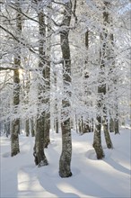 Deep snowy beech forest in Neuchatel Jura