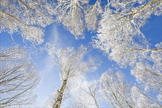 Treetops of deeply snow-covered beech forest in front of blue sky with falling hoarfrost in Neuchatel Jura