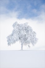 Deeply buried birch tree in Oberaegeri