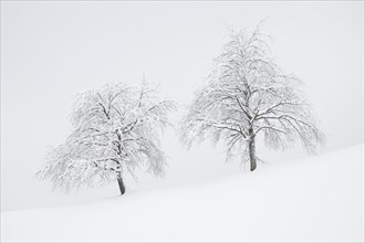 Two snowy pear trees in winter