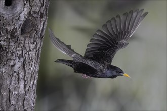 Starling