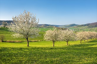 Landscape in spring with blossoming cherry trees