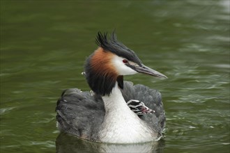 Great crested grebe