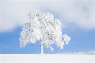 Deeply buried birch tree in Oberaegeri